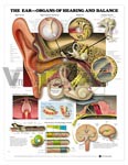 The Ear - Organs of Hearing and Balance Anatomical Chart